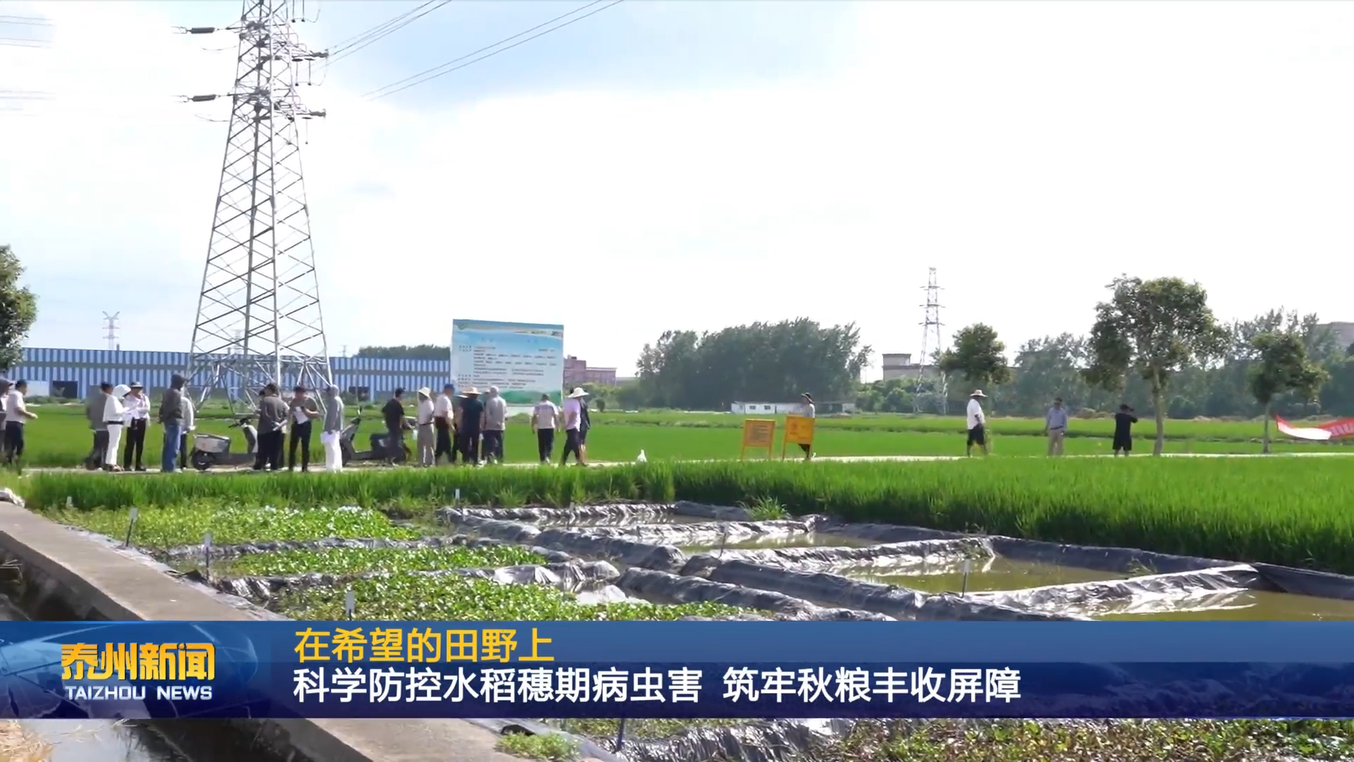 在希望的田野上  科学防控水稻穗期病虫害 筑牢秋粮丰收屏障